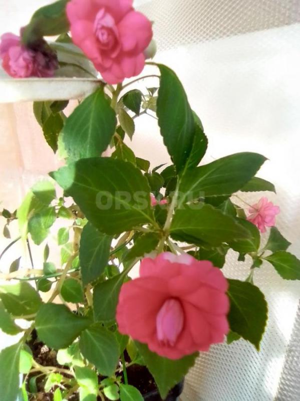 бальзамин красный махровый каждый черенок в стаканчике - Орск