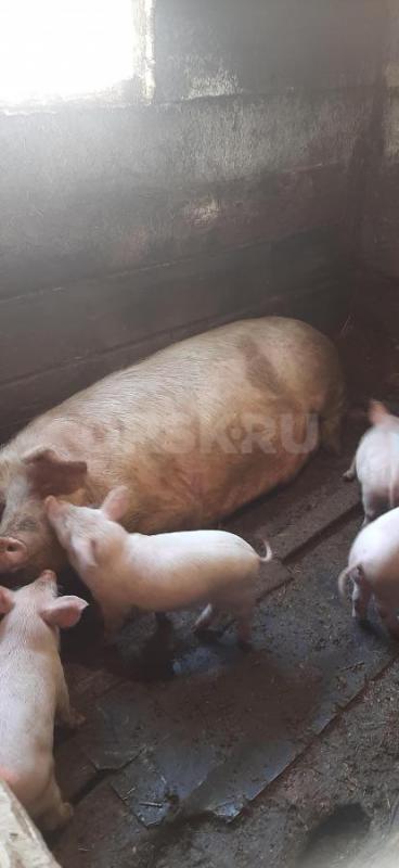 Продам поросят 1 месяц. - Новоорск