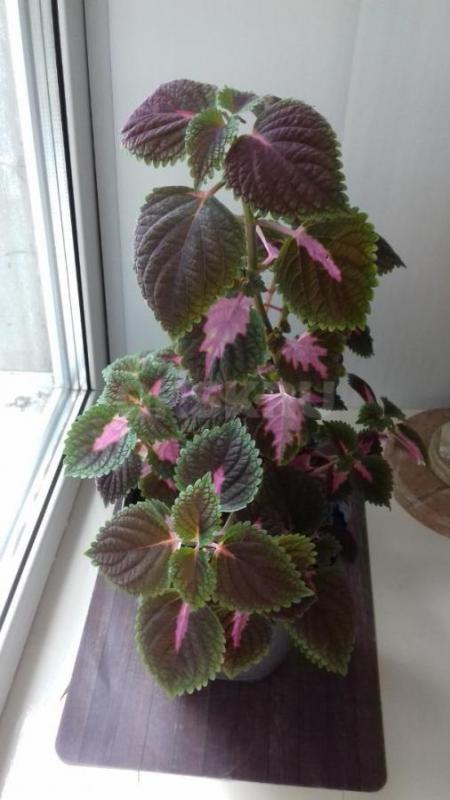 Продам комнатный цветок &amp;quot;Георгий победоносец&amp;quot;, &amp;quot;Девичий виног - Орск