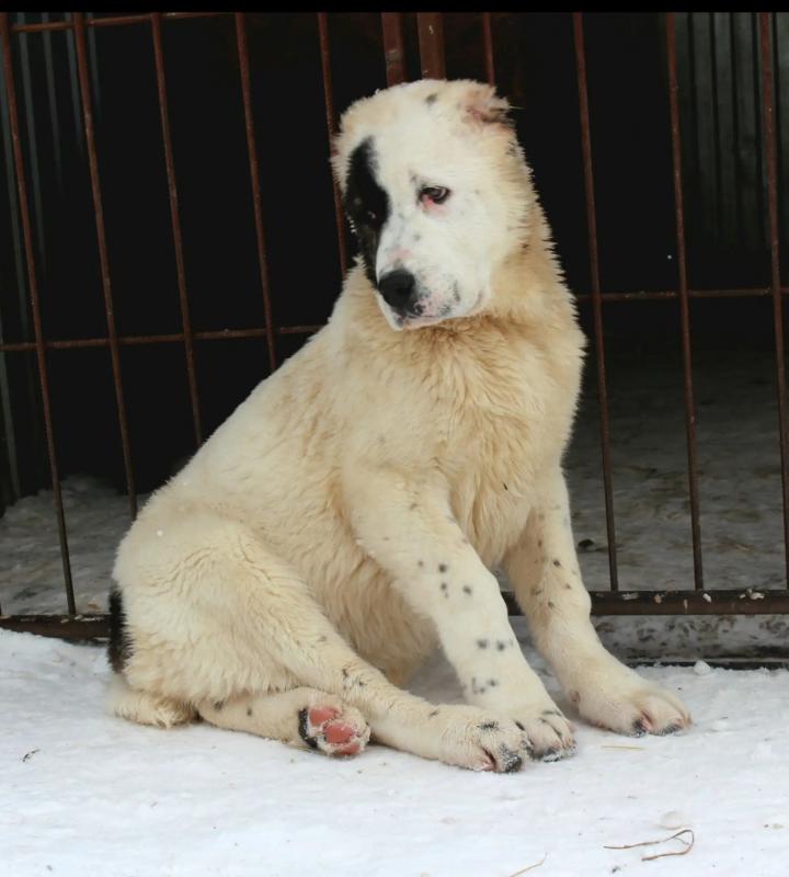 Щенки Алабая сентябрь 2025 год с документами РКФ, привиты, от красивой титулованной пары с хорошей р - Гай