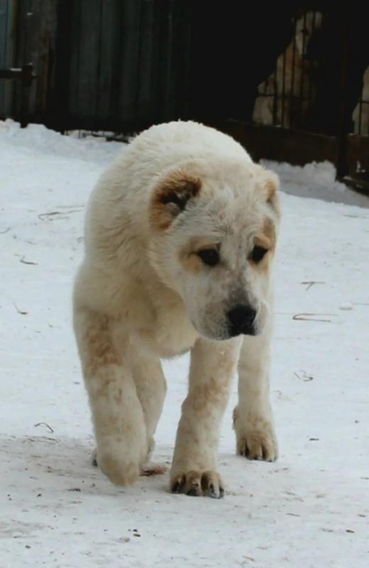 Щенки Алабая сентябрь 2025 год с документами РКФ, привиты, от красивой титулованной пары с хорошей р - Гай