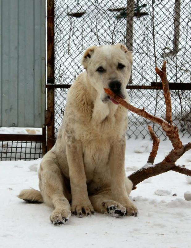 Щенки Алабая сентябрь 2025 год с документами РКФ, привиты, от красивой титулованной пары с хорошей р - Гай