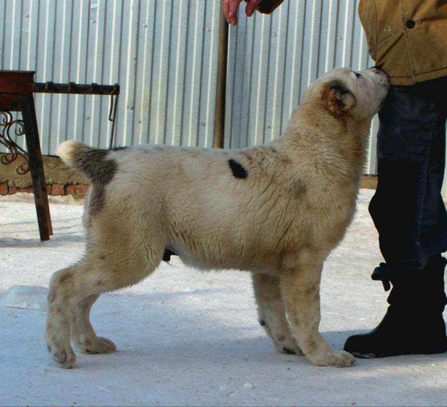 Щенки Алабая сентябрь 2025 год с документами РКФ, привиты, от красивой титулованной пары с хорошей р - Гай