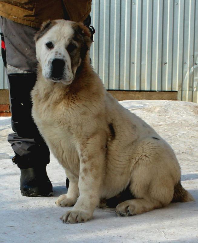 Щенки Алабая сентябрь 2025 год с документами РКФ, привиты, от красивой титулованной пары с хорошей р - Гай