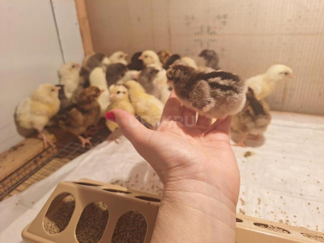 Продам цыплят несушек, разных пород . - Орск