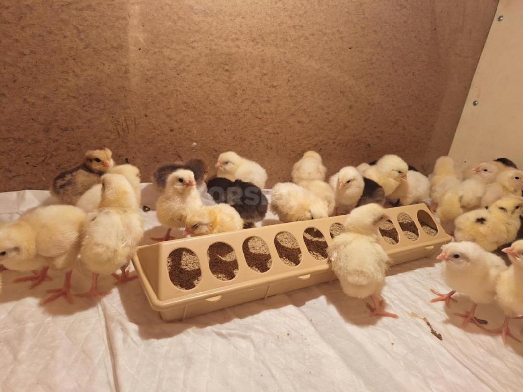 Продам цыплят несушек, разных пород . - Орск