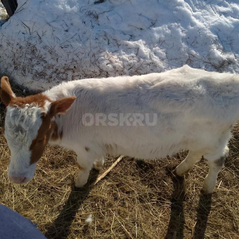 Продам трех телочек , возраст: одной 1 год за 57, другой  восьмой месяц  45, и три месяца 25. - Орск