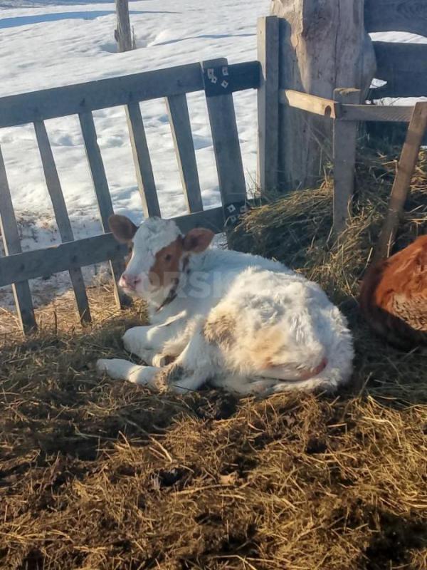 Продам трех телочек , возраст: одной 1 год за 57, другой  восьмой месяц  45, и три месяца 25. - Орск