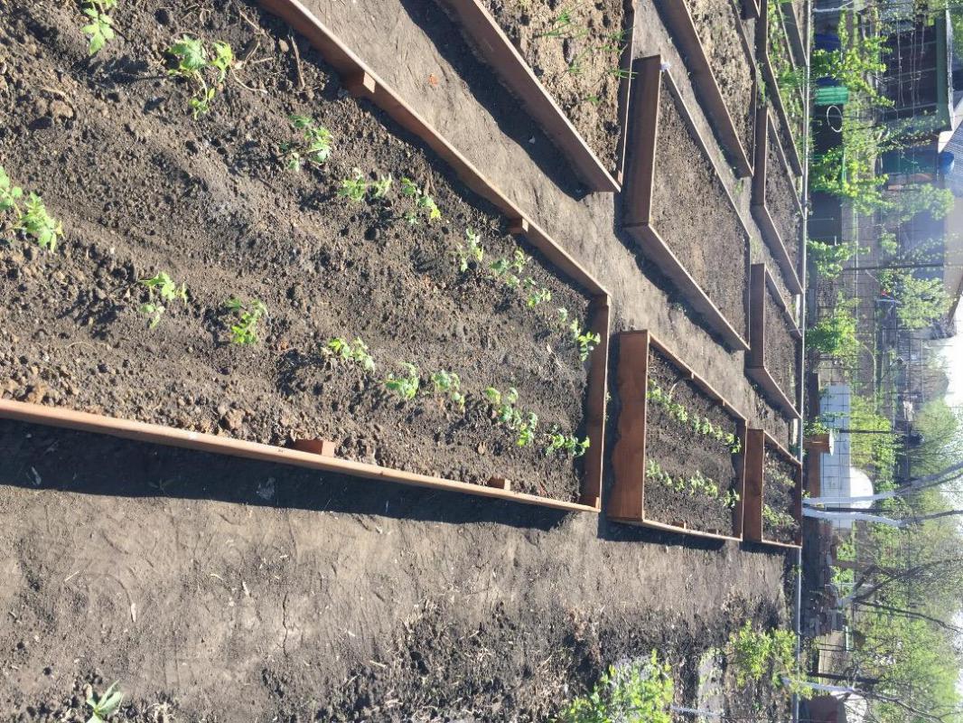 Продам сад 5сот МПУ ЖКХ N1 «тещин сад». - Орск