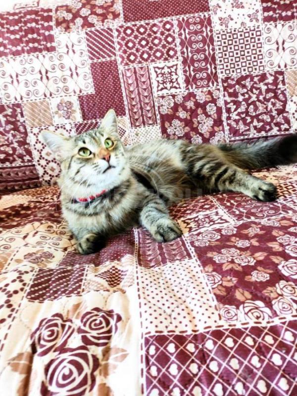 Ищутся самые заботливые ручки для нашего полосатого друга! - Орск