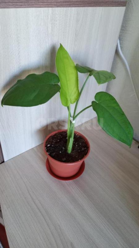 Продам излишки : гибискус розовый махровый ( образец цветения следующее фото)-250р, сингониум Макроф - Орск