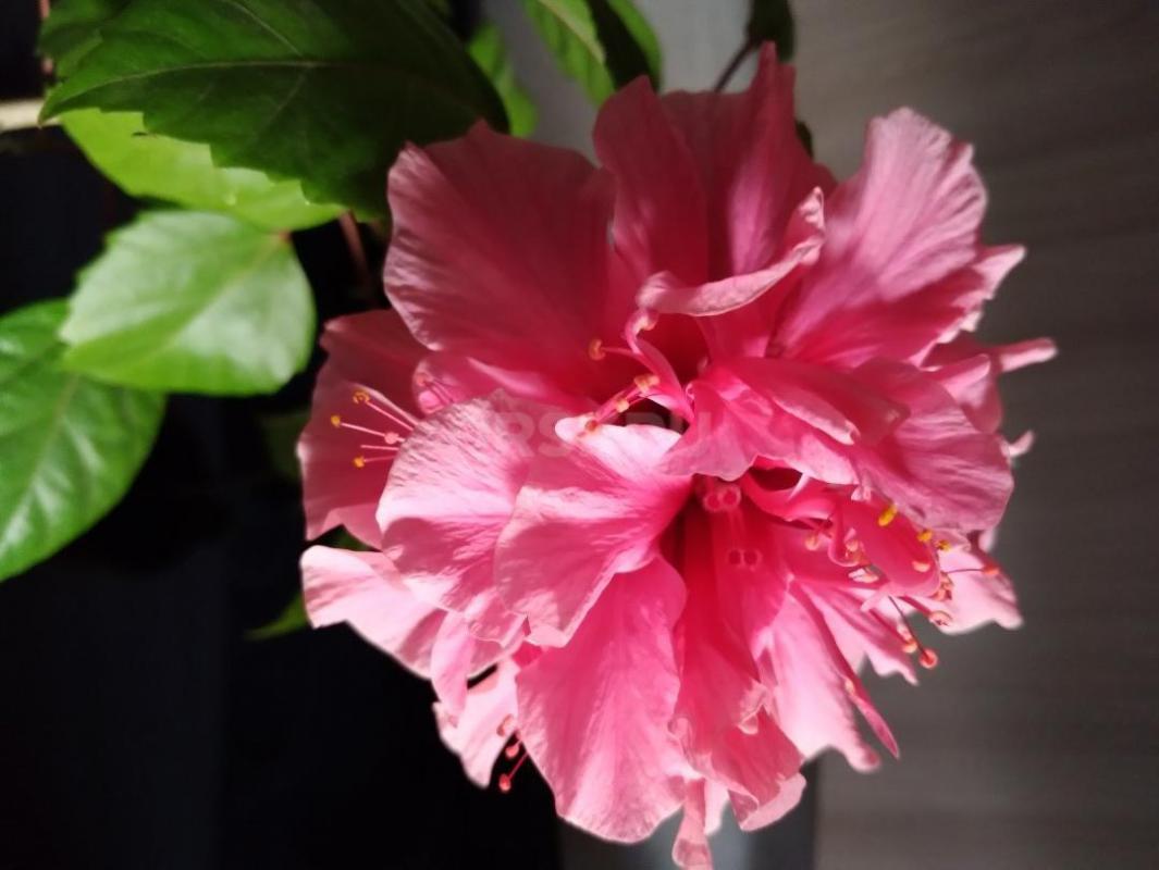 Продам излишки : гибискус розовый махровый ( образец цветения следующее фото)-250р, сингониум Макроф - Орск