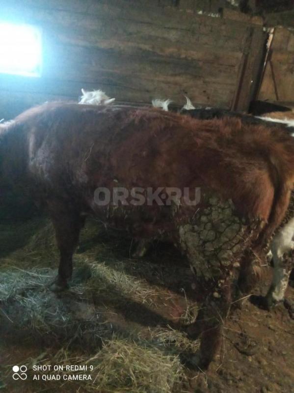Продам КРС живьём либо на мясо - Орск
