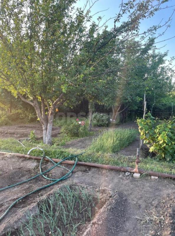 Очень плодородный, просторный сад. - Орск