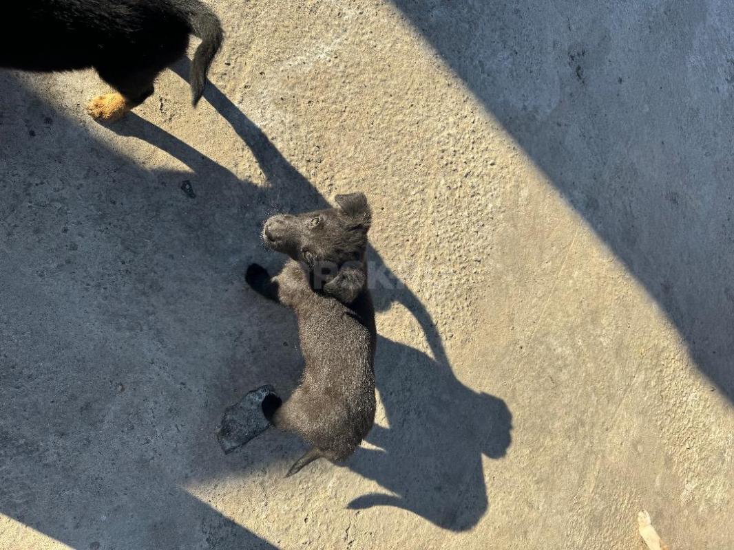 Отдадим в хорошие Руки щенка девочка очень умная , кушает хорошо ! - Орск
