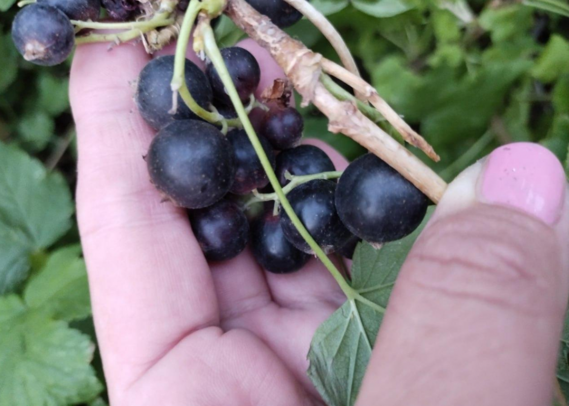 Продам (в связи с переездом)теплый благоустроенный дом на Северном по ул. - 