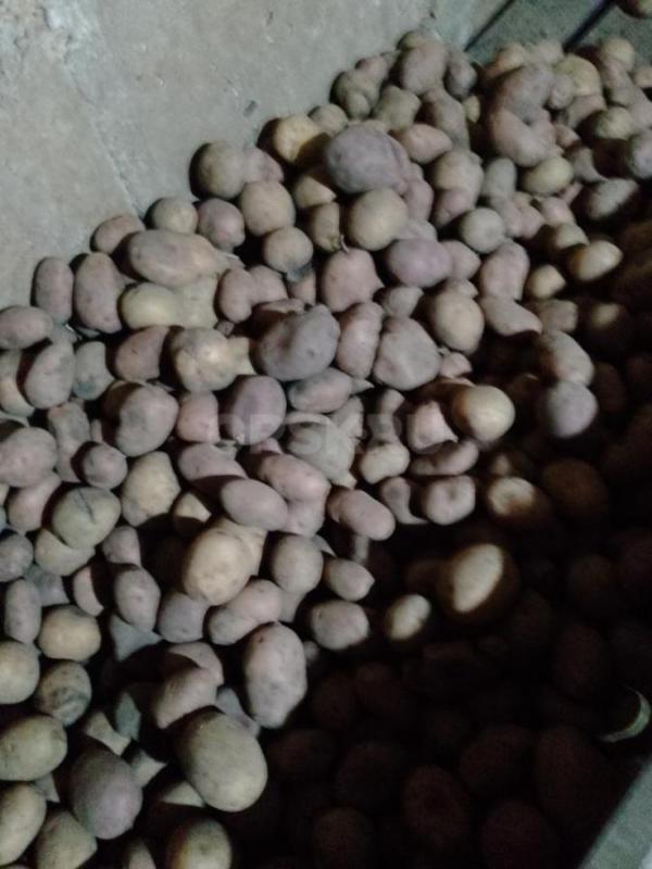 Продам картофель, вкусный, излишки, ст. - Орск