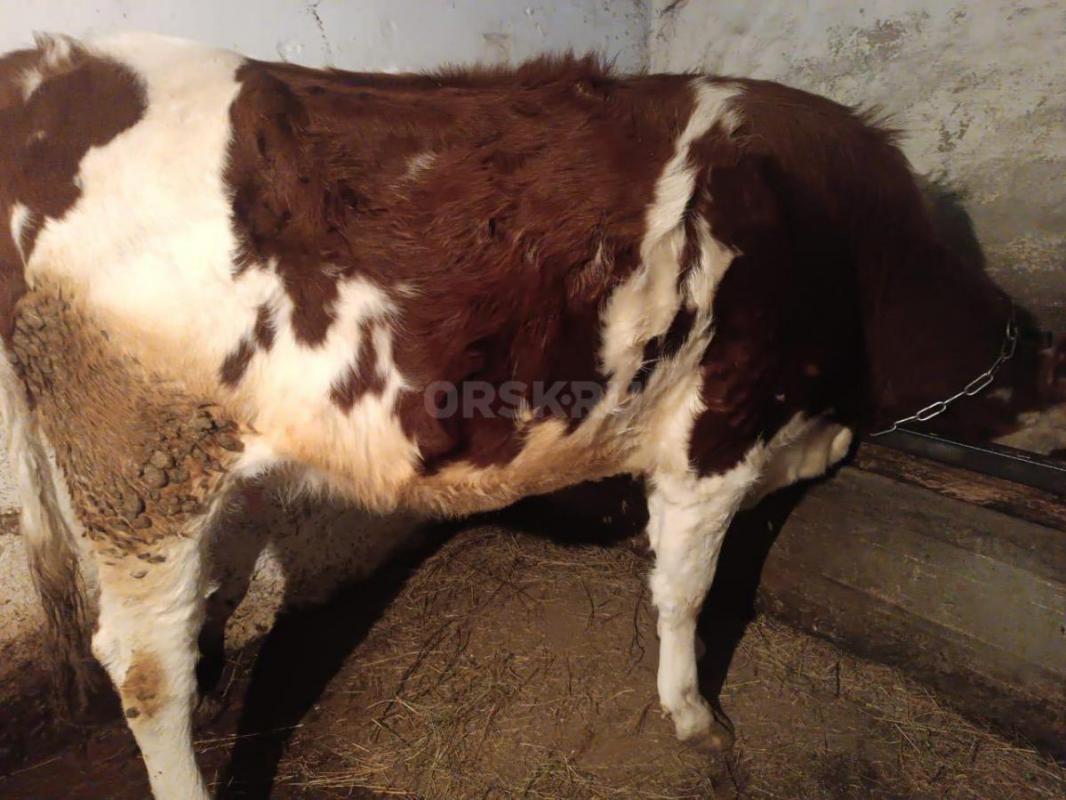 Продам первоотелку крупная молочная сейчас дает 10 литров молока ей 2 года , корову 5 лет большая кр - Орск
