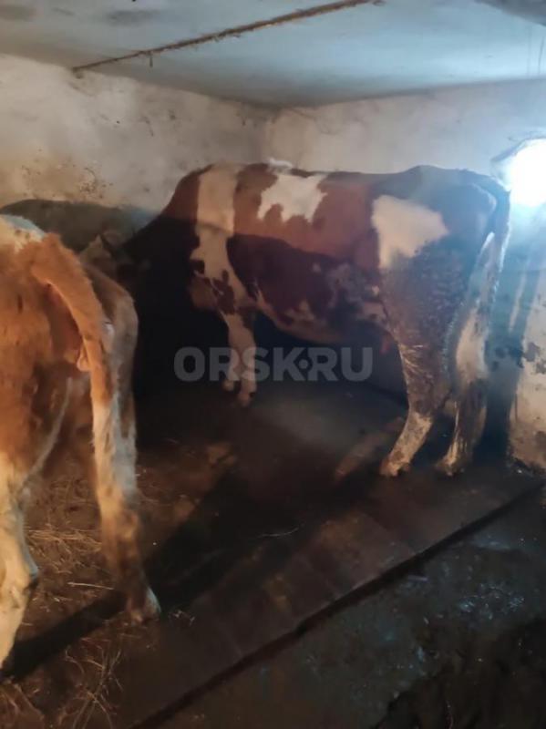 Продам первоотелку крупная молочная сейчас дает 10 литров молока ей 2 года , корову 5 лет большая кр - Орск