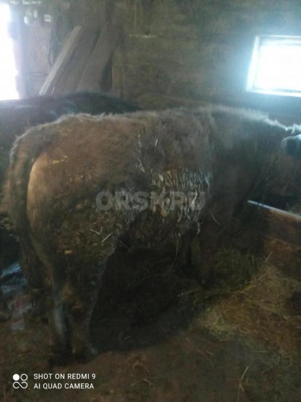 Продам КРС, 5 голов годовалые  живьём либо на мясо - Орск