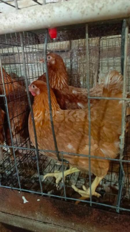 Всем здравствуйте 
РЕАЛИЗУЕМ 
Куры молодки -породы Родонит -3 красные ,
Возраст 4,5-5мес.
450руб - Орск