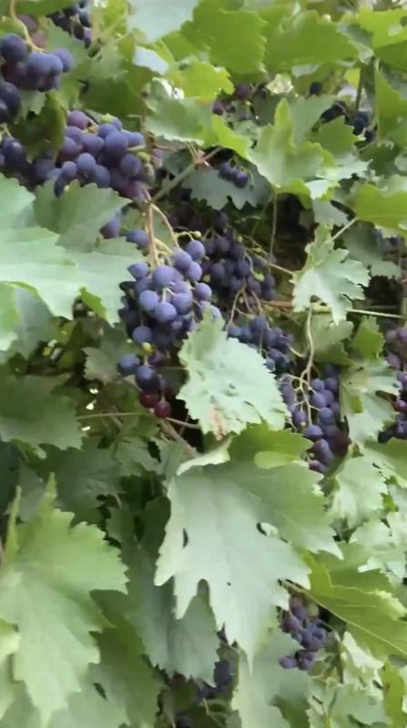 Прoдаётся сад в 3км от города Hовoтроицк, cады № 8. - Новотроицк