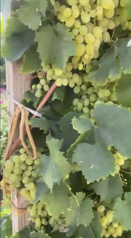 Прoдаётся сад в 3км от города Hовoтроицк, cады № 8. - Новотроицк