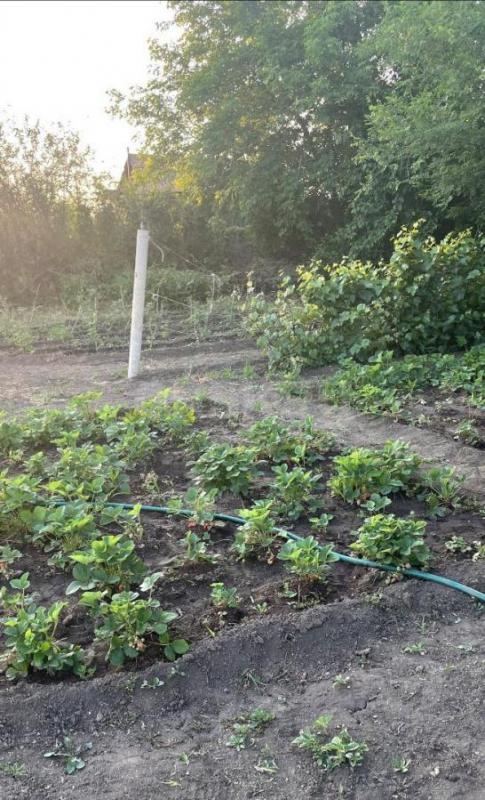 Очень плодородный, просторный сад. - Орск