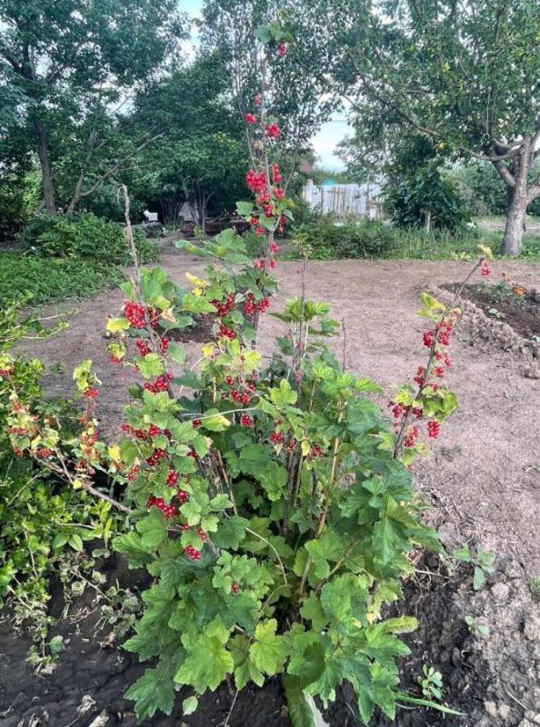 Очень плодородный, просторный сад. - Орск