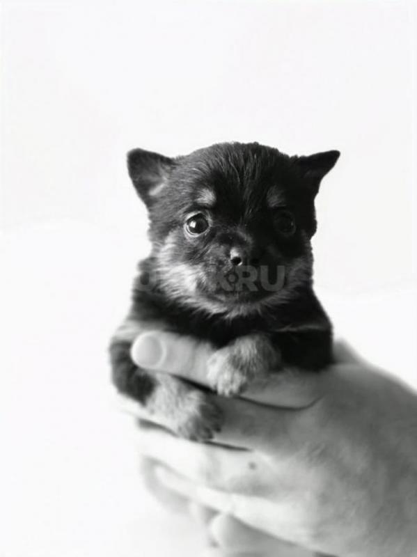 Малюсенькие тойчики . - Орск