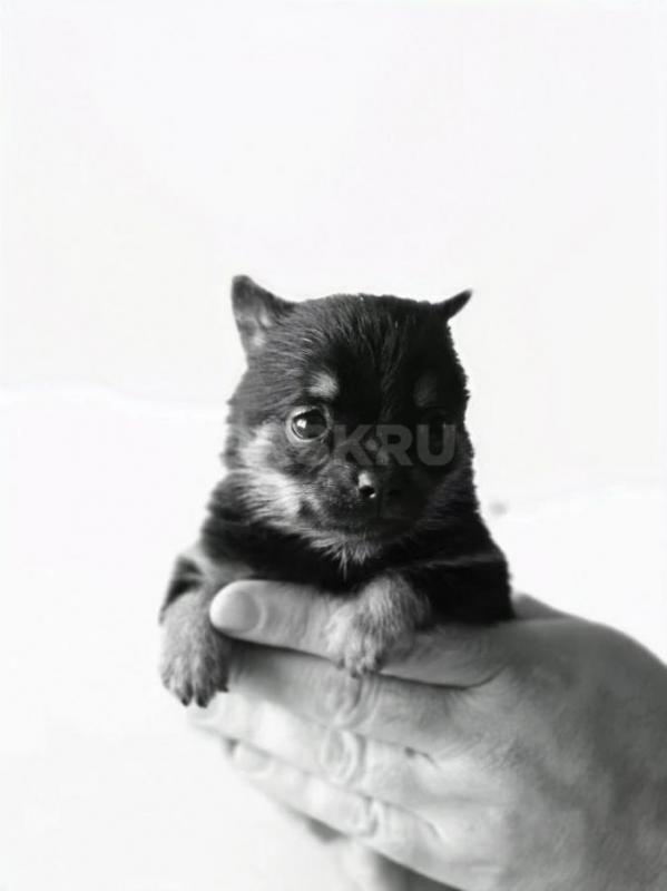 Малюсенькие тойчики . - Орск