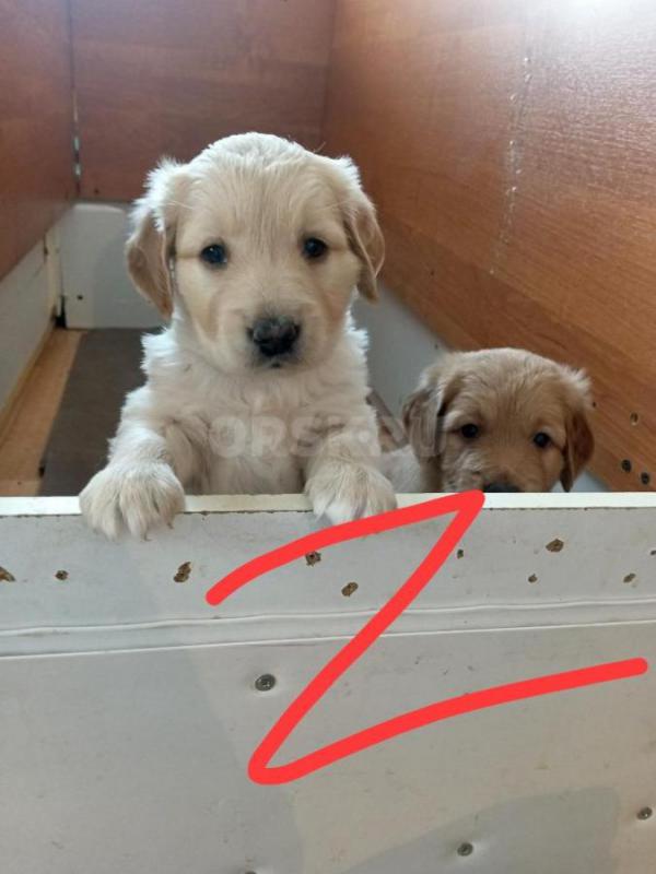 Осталась одна девочка. - Орск