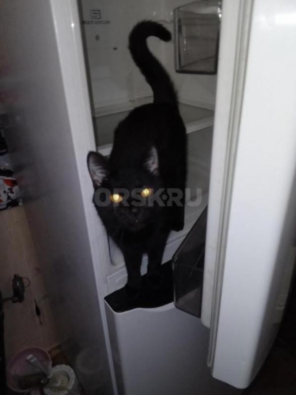 Кошку 2 года Ася стерилизована ловит мышей ест сухой корм и супчик. - Орск
