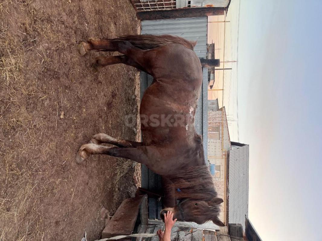 Продам лошадь , цена договорная. - Орск