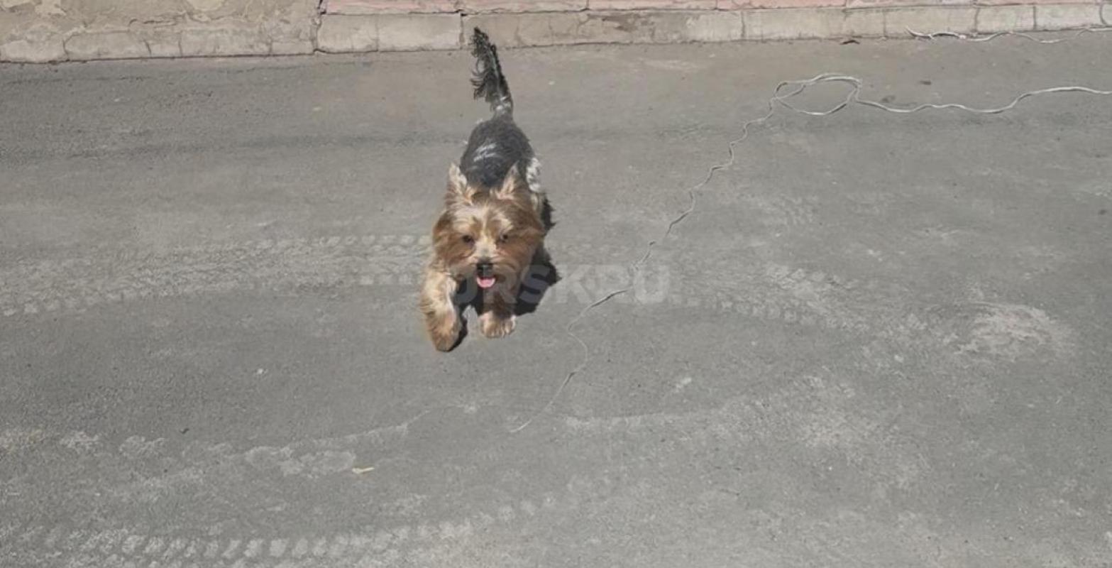 Пропал кабель йоркширского терьера, район Мостостроя, кличка Арчик. - Орск