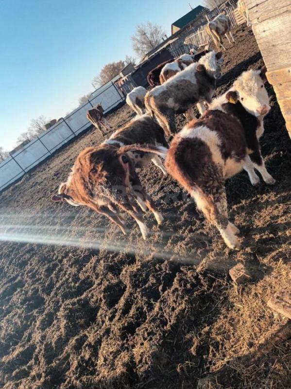 Продам 5 бычков, 3 телки возраст год . - Орск