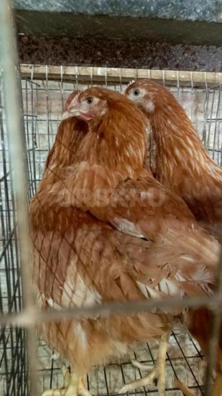 Всем здравствуйте 
РЕАЛИЗУЕМ 
Куры молодки 
-породы Родонит -3 красные-450оуб/гол
Доминант (пест - Орск