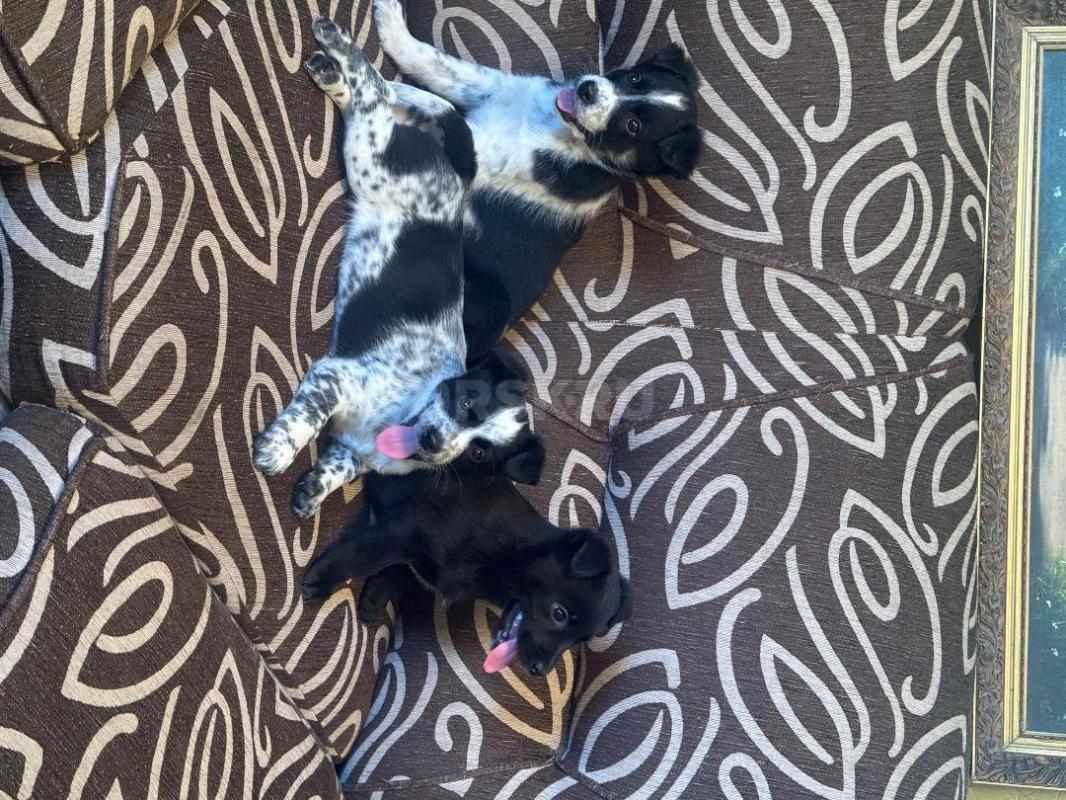 Отдам трех прекрасных щенков (остались мальчики) помесь породы (мама) Бордер-колли с корги, а (папа) - Орск