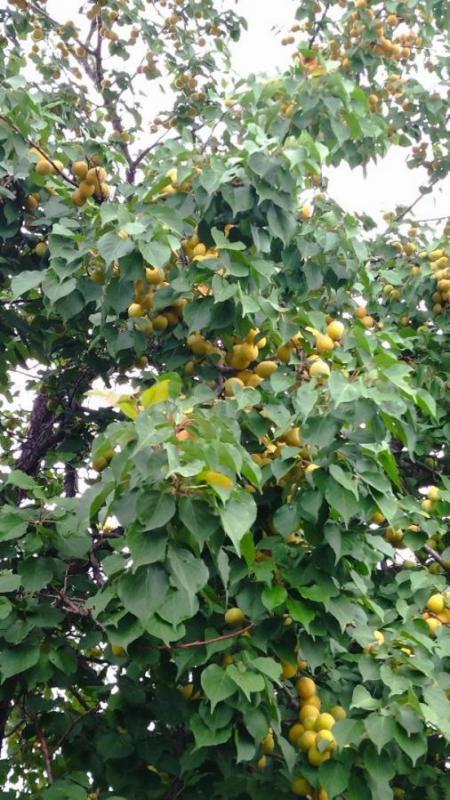 сад на 2 садовой снт 18 земля и дом в собственности. 5соток - Орск