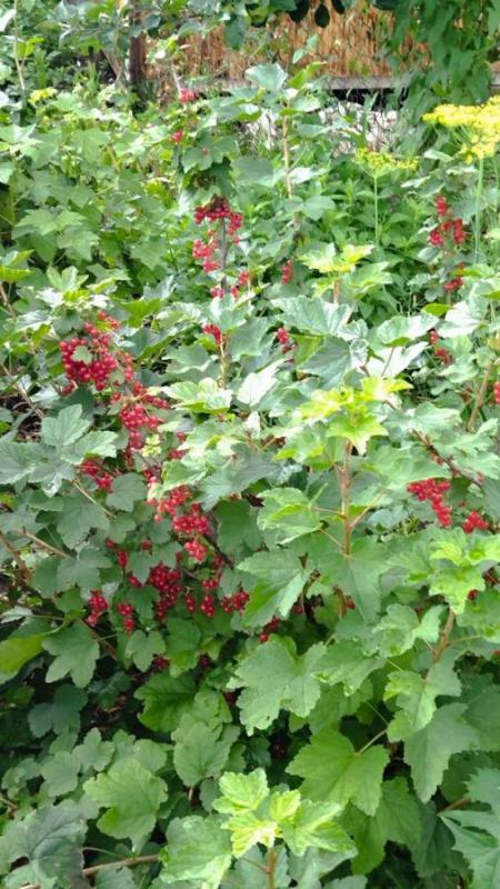 сад на 2 садовой снт 18 земля и дом в собственности. 5соток - Орск