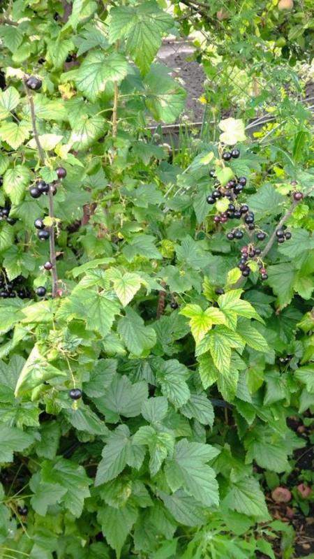 сад на 2 садовой снт 18 земля и дом в собственности. 5соток - Орск