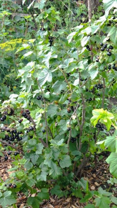 сад на 2 садовой снт 18 земля и дом в собственности. 5соток - Орск