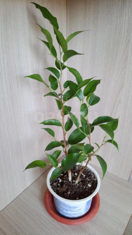 Продам излишки : сингониум Макрофиллум -250р, фикус Бенджамина Даниэль -250р, фикус Бенджамина Наташ - Орск