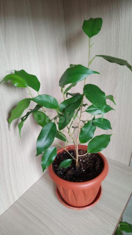 Продам излишки : сингониум Макрофиллум -250р, фикус Бенджамина Даниэль -250р, фикус Бенджамина Наташ - Орск