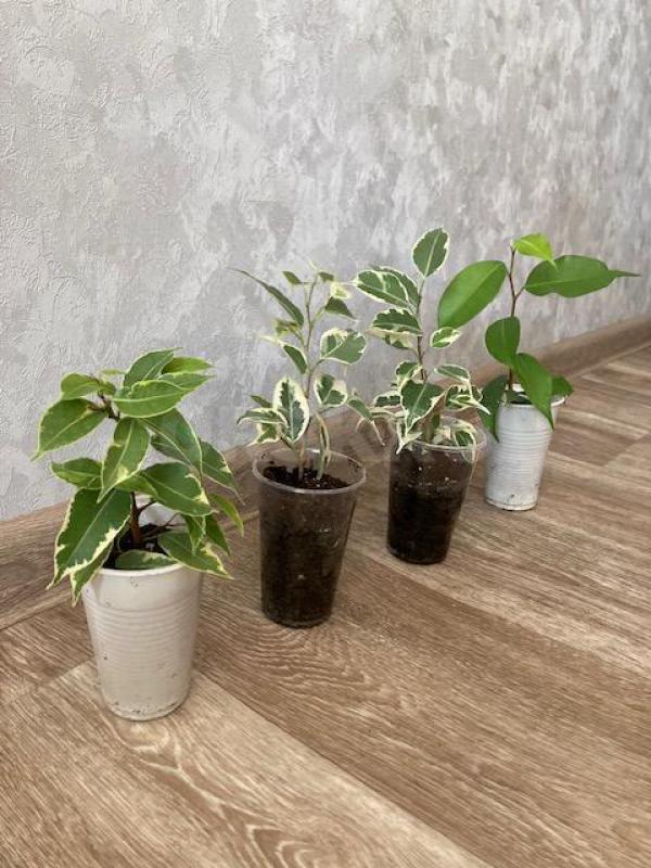 Продам цветы - Орск