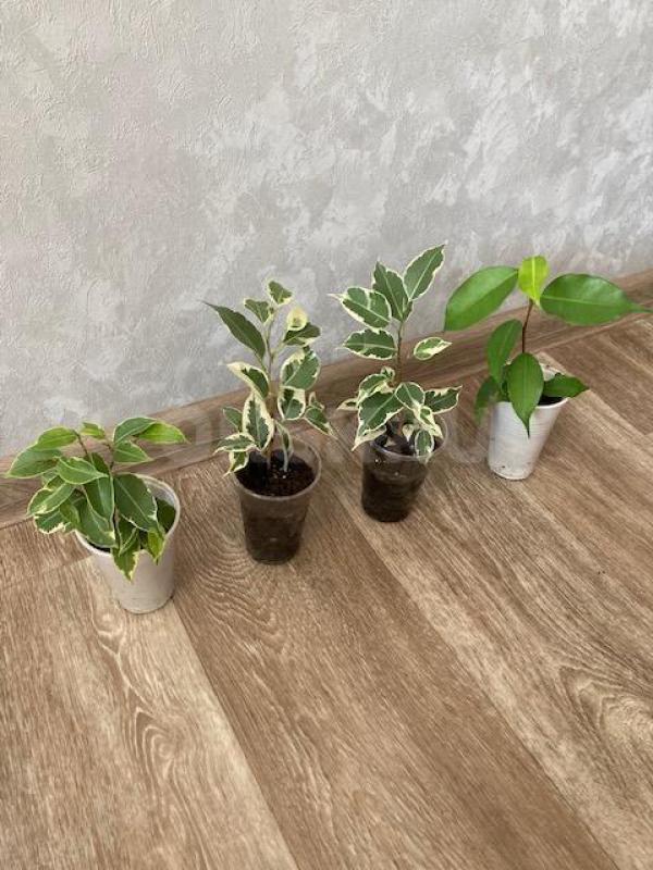 Продам цветы - Орск