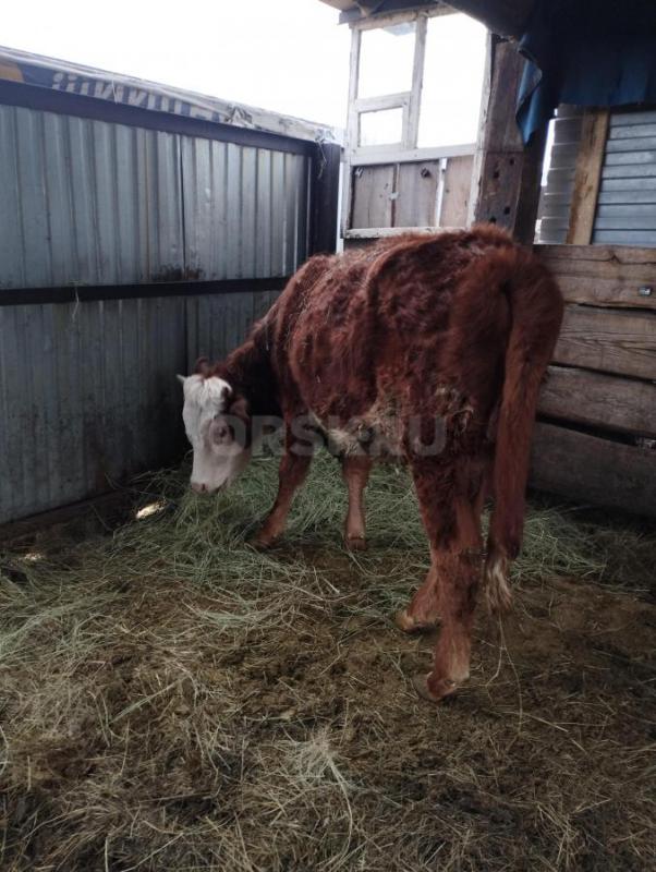 Продам телку год и два месяца цена 65 т. - Орск