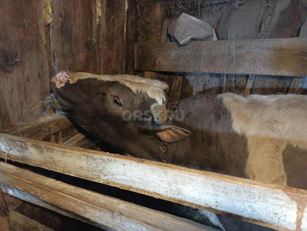 Продам быка 1,4 года. 120 тысяч. - Орск