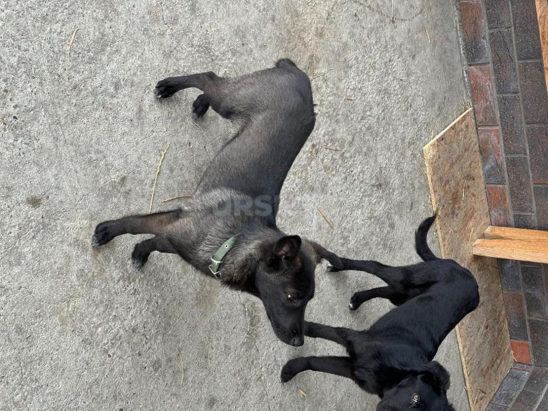 Отдам Кутят в хорошие руки мальчик и девочка ! - Орск