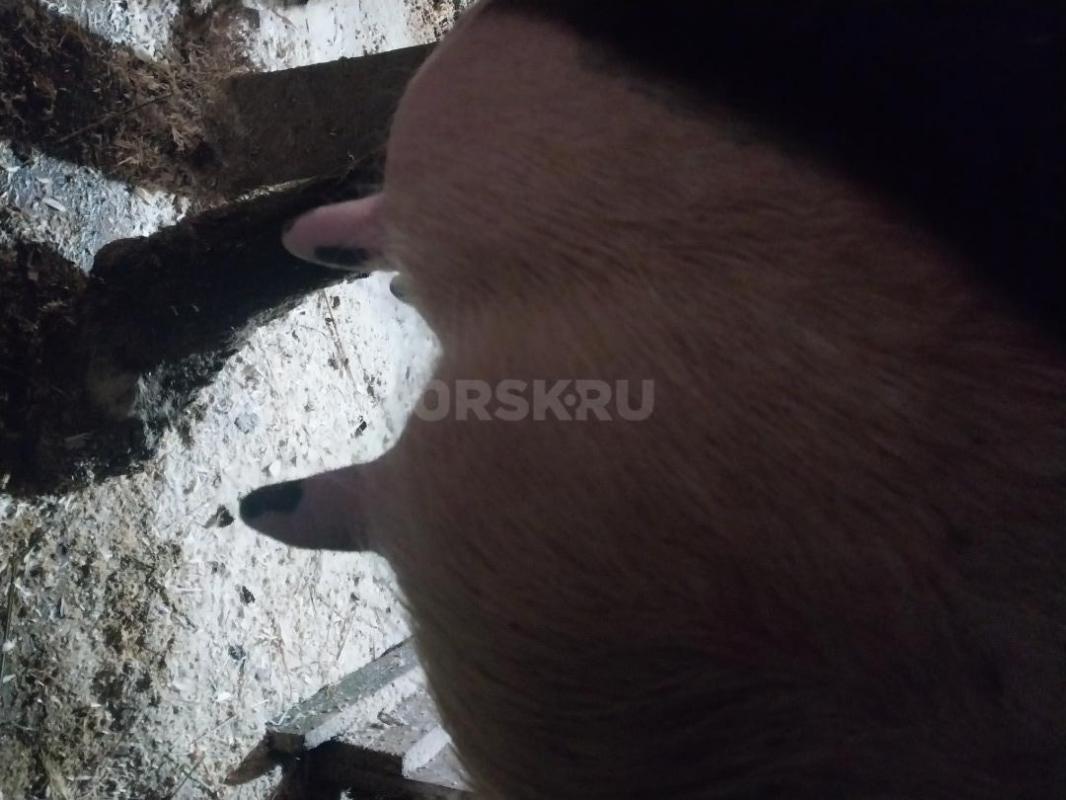 Продам дойную  молочную корову. - Гай